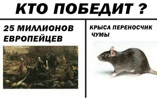 Уничтожение крыс в Ставрополе, цены, стоимость, методы