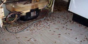 Поморить тараканов в квартире в Ставрополе, цены