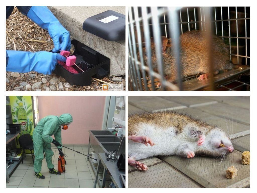 Фирма по уничтожению грызунов, крыс и мышей в Ставрополе