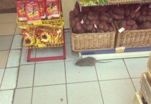 Дезинфекция от грызунов, крыс и мышей в Ставрополе