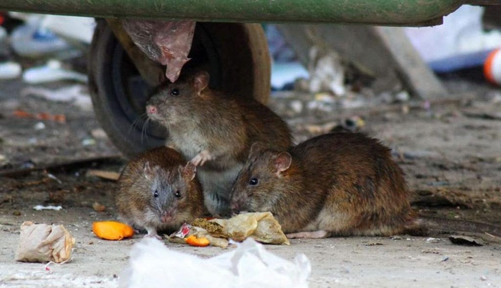 Травить грызунов крыс и мышей в Ставрополе