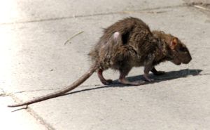 Фирма по уничтожению грызунов, крыс и мышей в Ставрополе