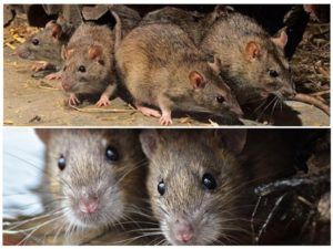 Травить грызунов крыс и мышей в Ставрополе