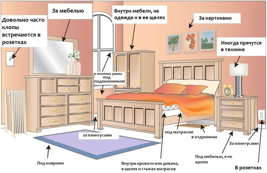 Обработка от клопов квартиры в Ставрополе
