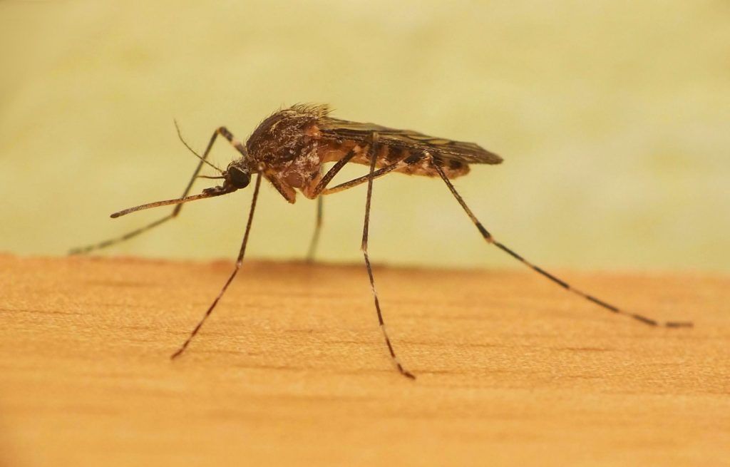 Уничтожение комаров в Ставрополе