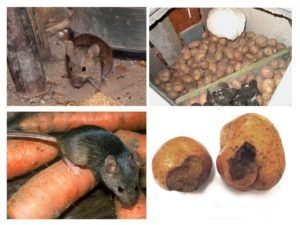 Служба по уничтожению грызунов, крыс и мышей в Ставрополе
