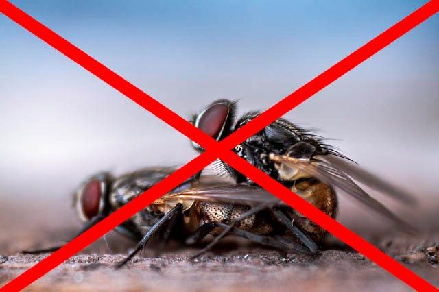 Профессиональное уничтожение мух в Ставрополе с гарантией