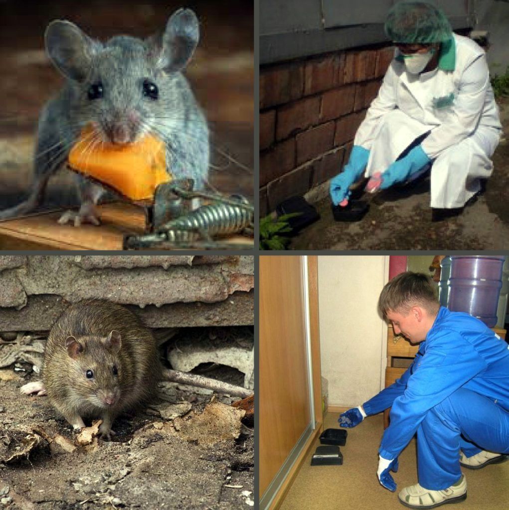 Дезинфекция от грызунов, крыс и мышей в Ставрополе
