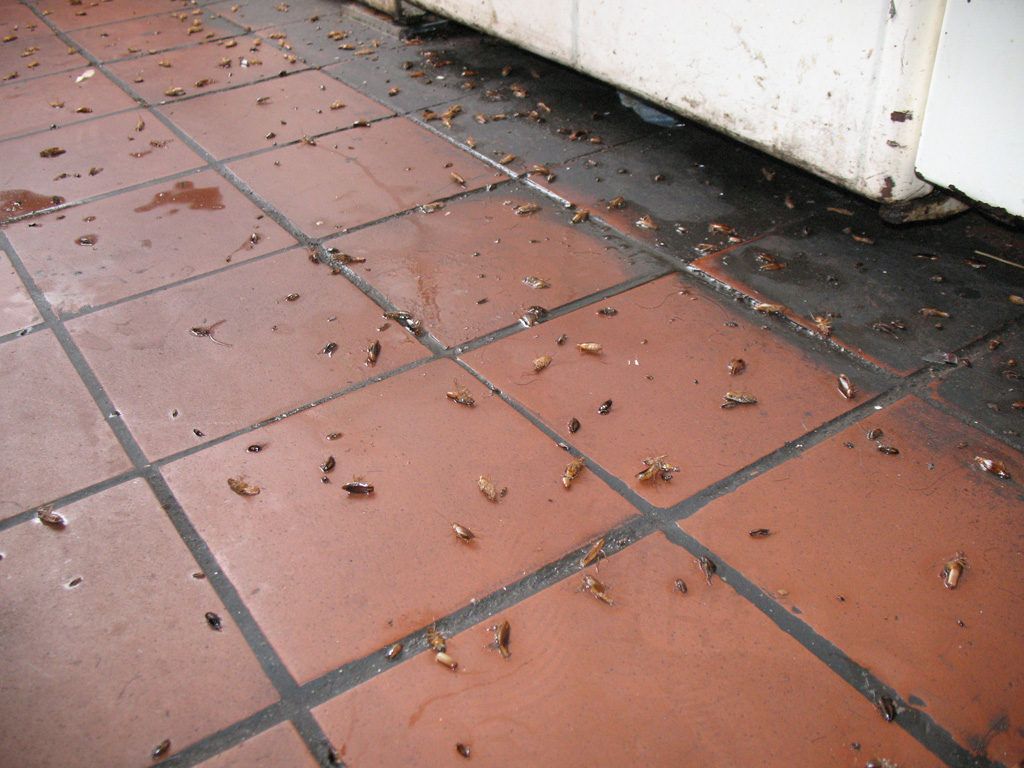 Уничтожение тараканов в квартире в Ставрополе 