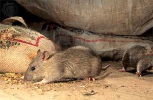 Дератизация от грызунов от крыс и мышей в Ставрополе