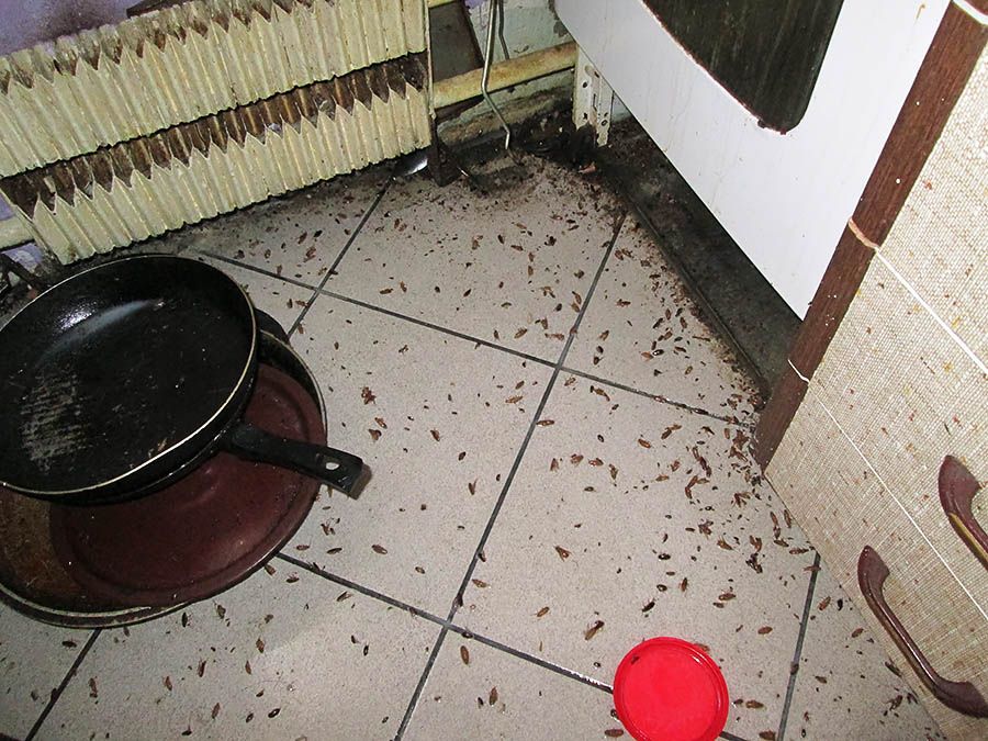 Санэпидемстанция от тараканов в Ставрополе, вызвать, цены